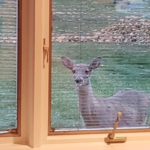 Meet your Posher, Deneen